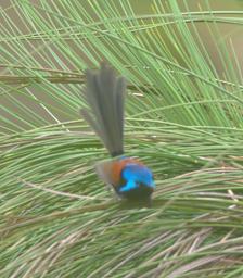 Bird Xxx Variegated Fairy Wren