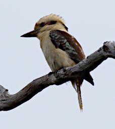 Kookaburra