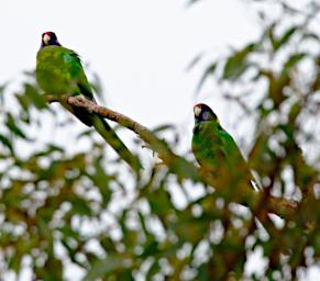 Australian Ringneck