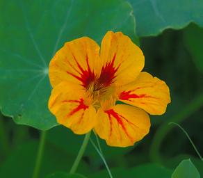 Flower Xxx Orange Red