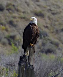 Bird Bald Eagle