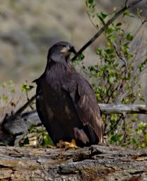 Bird Bald Eagle Imm