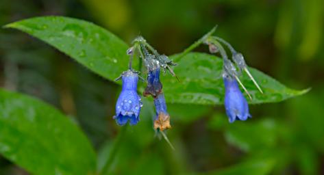 Flower Tall Blue Bells Mertensia Paniculata