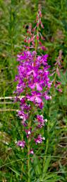 Flower Fireweed Epilobium angustifolium