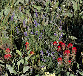 Flower Paintbrush Lupine