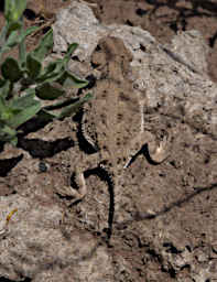 Short Horned Lizard