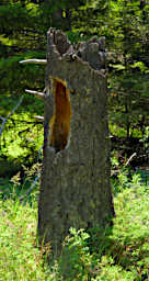 Hollow Tree Stump