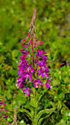 Flower Fireweed