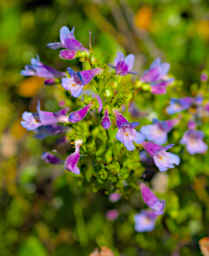 Flower Xxx Penstemon