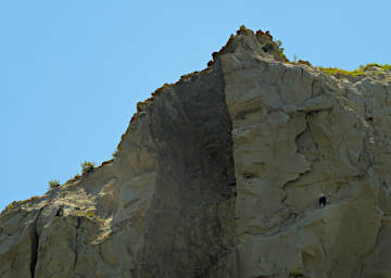 Bald Eagle with Eaglet