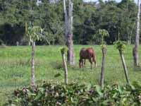 Horse, Rio Chacón Machaca