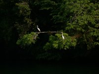 Ibis, Rio Dulce
