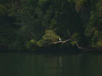 Ibis, Rio Dulce