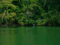 Ibis, Rio Dulce