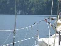 Swallow on Lifeline