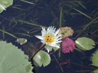 Water Lillies, Rio Titan