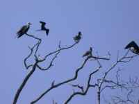 Frigate Birds