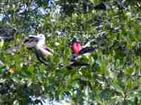 Frigate Birds