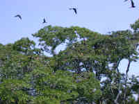 Frigate Birds