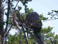 Termite Mound