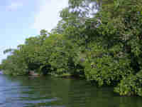 Mangroves