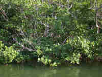 Mangroves