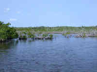 New Mangroves