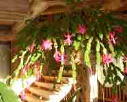 Christmas Cactus