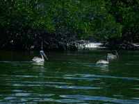 Pelicans