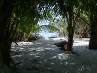 Under the palms