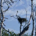 Osprey Nest at Jack's Cay