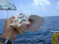 Conch Horn