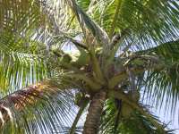 Coconuts