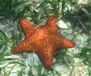 Starfish