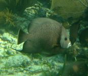 Grey Angelfish