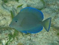 Blue Tang