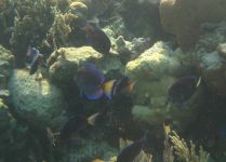 Blue Tang