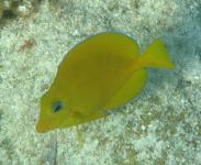 Maybe Immature Blue Tang