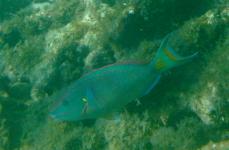 Stoplight Parrotfish