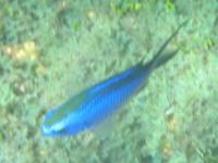 Blue Chromis