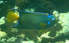 Queen Angelfish