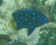 Immature Yellowtail Damselfish