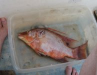 Hogfish Dinner