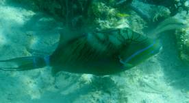 Queen Triggerfish