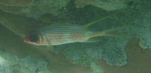 Squirrelfish