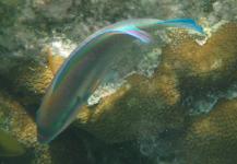 Princess Parrotfish