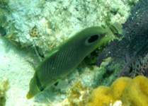 Four Eyed Butterflyfish