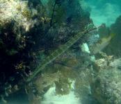 Trumpetfish