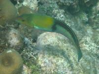 Yellowheaded Wrasse