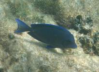 Blue Tang